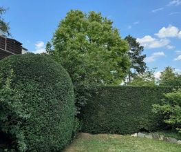 Daily Gartenpflege Bild 12