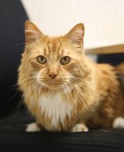 South Putnam Animal Hospital image 14