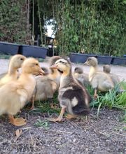 Jenny´s Kükenglück und Gartenzauber Bild 4