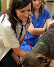 Cherokee Hospital for Animals image 1