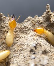 OPC Pest Services - Southern IN image 14