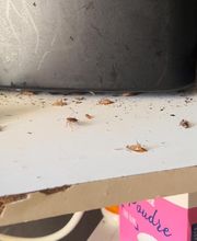 Dérat Guêpe 26 image 12