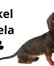 Teckel_Canela.jpg