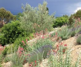 Royal Jardin sarl Bild 9
