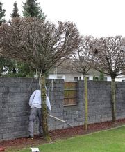 Daily Gartenpflege Bild 5