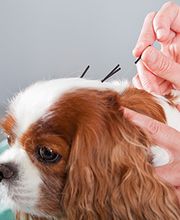 Union Hill Animal Hospital image 1