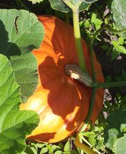 Der Hof Heilpädagogischer Bauernhof und Integrative Freizeitgestaltung e.V. Bild 3