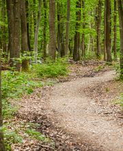 FriedWald Meroder Wald Bild 14