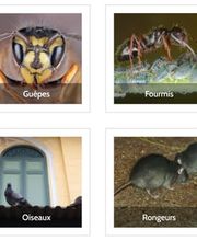 Renon Désinfection SA Bild 3