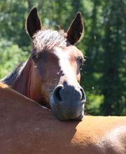 Centre Equestre de Crézancy image 9