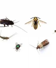 PIRMINIUS ® Schädlingsbekämpfung Bild 3