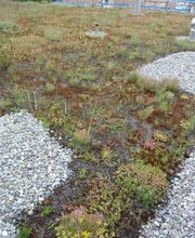 Neuhaus Dach GmbH Bild 5