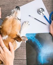 Cabinet vétérinaire Nathalie Rausis Fellay Sàrl Bild 2