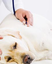 TIERKLINIK MITTELLAND AG Bild 4