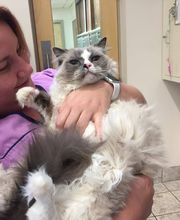 Deer Park Veterinary Hospital image 12