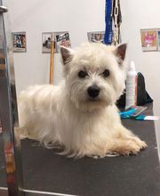 Au Toilettage de Saint Satur image 7