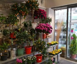 Paris Tours Fleurs image 8