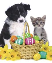 The Pet Wellness Group: Hebron image 3