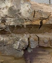 Essaddi Nuisible Expert Bild 1