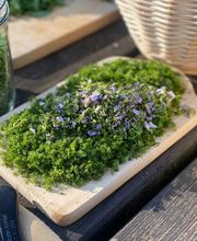 Waldwildkräuter Bild 2