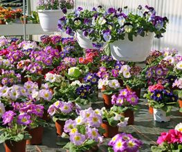 Luzerner Garten AG Bild 1