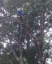 A Fleur d'Ecorce EURL image 8