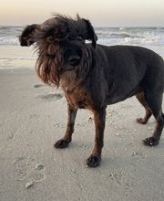 Southern Paws Animal Hospital image 12