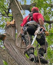 Delé Thomas image 2