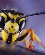 BioS Schädlingsbekämpfung e.K. Bild 1