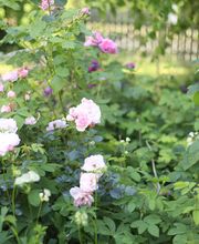 Elztal Gartenbau Bild 54