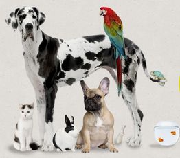 Animotopia Puppy Saint Pol de Leon