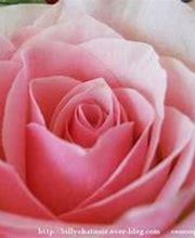 A la Fleur de Nice image 7