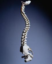 Miesbauer Birgit Maria Bild 1