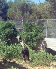 Chenil Des Fontaines image 8