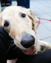 Willowrun Veterinary Hospital image 20