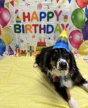 Petsburgh Pet Care image 13