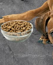 HUNDherum glücklich mit Antje Schnitzler Hundefutter-Vergleich24 | ANIfit Bild 4