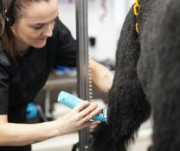 Doggrooming Ramstein Bild 7