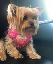 Rockhill Pet Clinic image 11