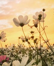 William H. Kresge Funeral Home, Inc. image 19