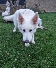 Crousticanin image 5