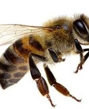 Lloyd Pest & Termite Control image 2