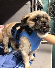 Associated Veterinary Services image 13