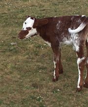 Copeland Insurance Agency, Inc. image 20