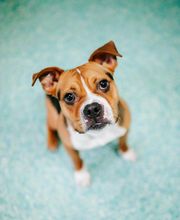 Twin Oaks Veterinary Clinic image 4