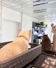 Katzen-Praxis.ch Bild 11