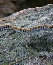 Punaises Nuisibles et Solutions image 4