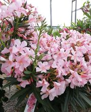 Prévet Paysages image 3