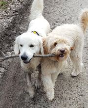 Keep Cool Dog image 19