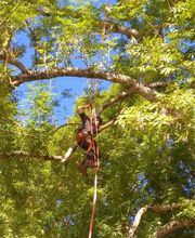 Arbor Environnement image 7